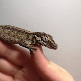 Gargoyle Gecko Stripe 'rs2'