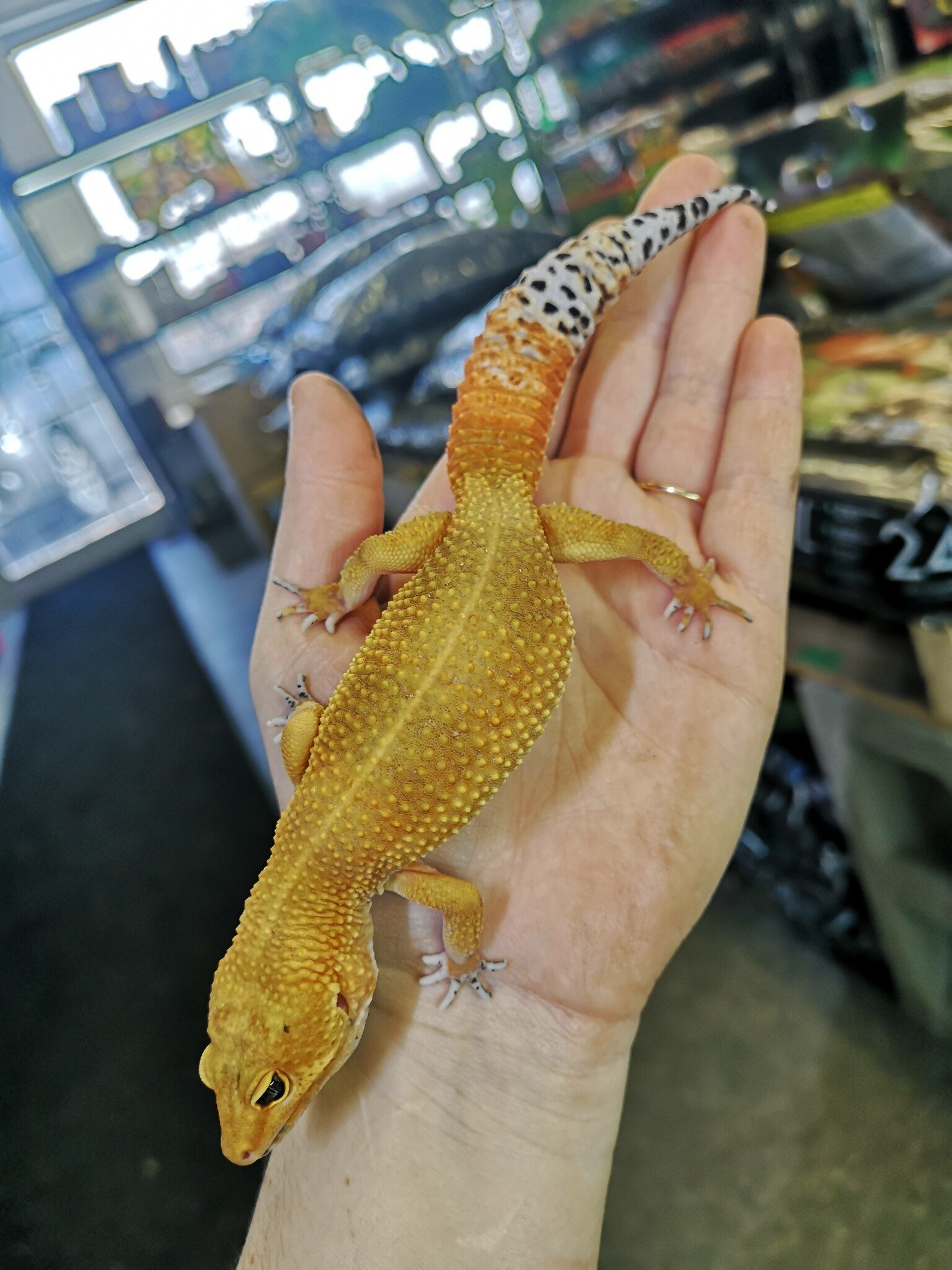 super hypo tangerine carrot tail leopard gecko