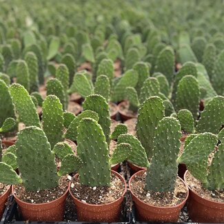 Live Plant Road Kill Cactus 'Opuntia Consolea rubescens'