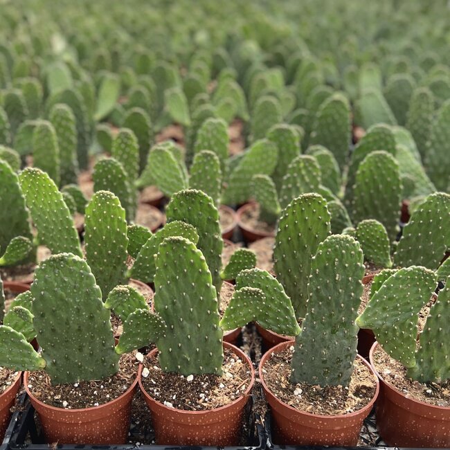 6" Road Kill Cactus 'Opuntia Consolea rubescens'