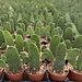 6" Road Kill Cactus 'Opuntia Consolea rubescens'