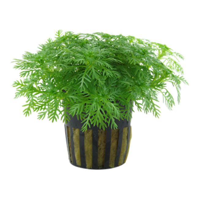 Live Plant Hottonia palustris 1-2-Grow!