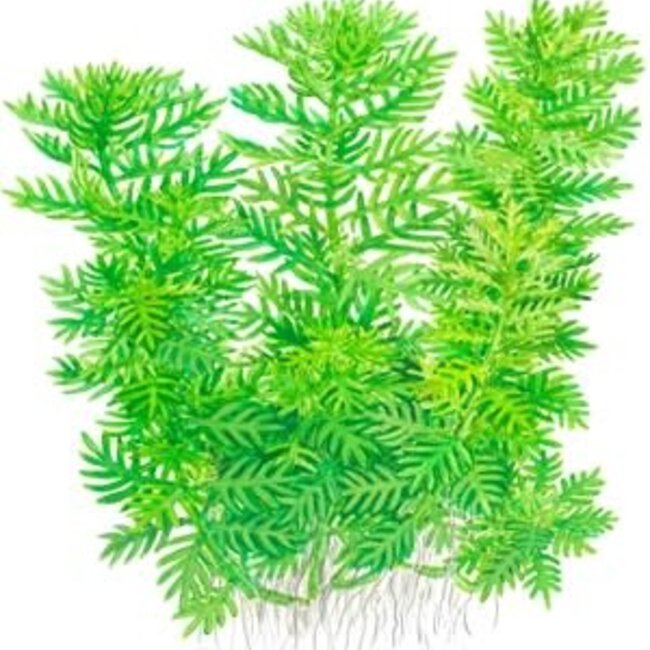 Live Plant Hottonia palustris 1-2-Grow!