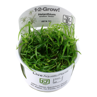 Live Plant Helanthium tenellum 'Green' 1-2-Grow!