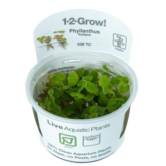 Live Plant 'Red Root Floater' Phyllanthus Fluitans 1-2-Grow!