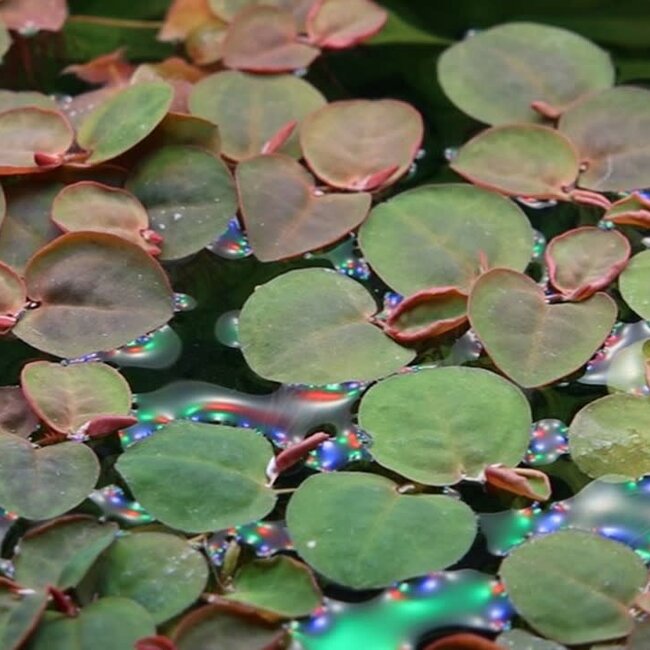 'Red Root Floater' Phyllanthus Fluitans 1-2-Grow!
