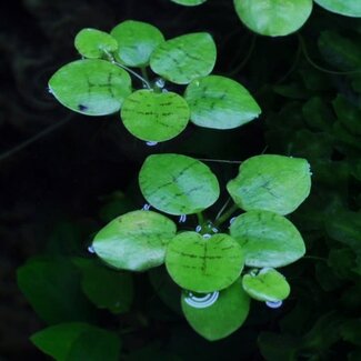 Live Plant 'Frogbit' Limnobium Laevigatum 1-2-Grow!