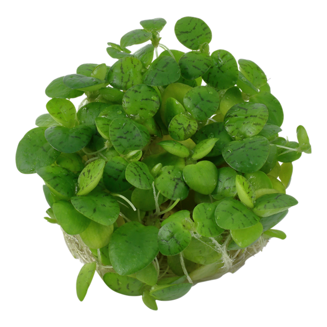 Tropica 'Frogbit' Floating Plant Limnobium Laevigatum 1-2-Grow!