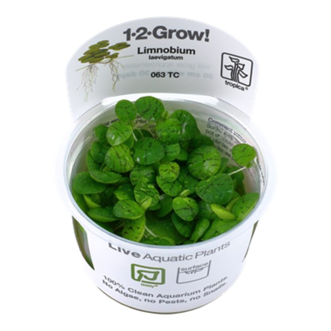 'Frogbit' Floating Plant Limnobium Laevigatum 1-2-Grow!