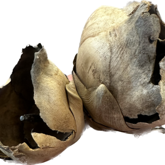 Coco Flower Pod (Open) - 2 Pack