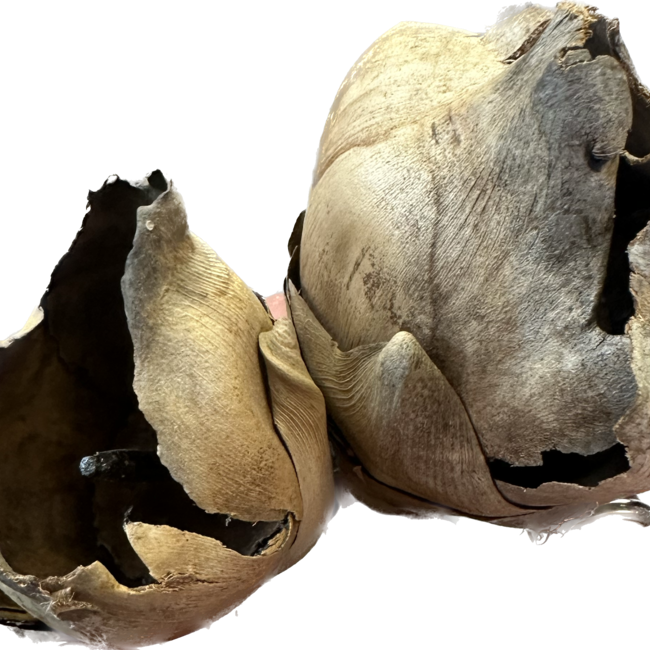 Coco Flower Pod (Open) - 2 Pack