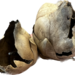 Coco Flower Pod (Open) - 2 Pack