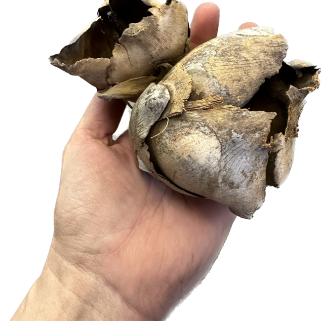Coco Flower Pod (Open) - 2 Pack