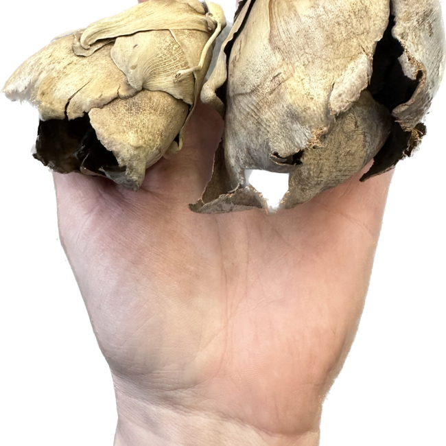 Coco Flower Pod (Open) - 2 Pack