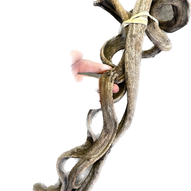 Jurassic Sapla Vine 22" - 24" 3 pack 1.5" Diameter