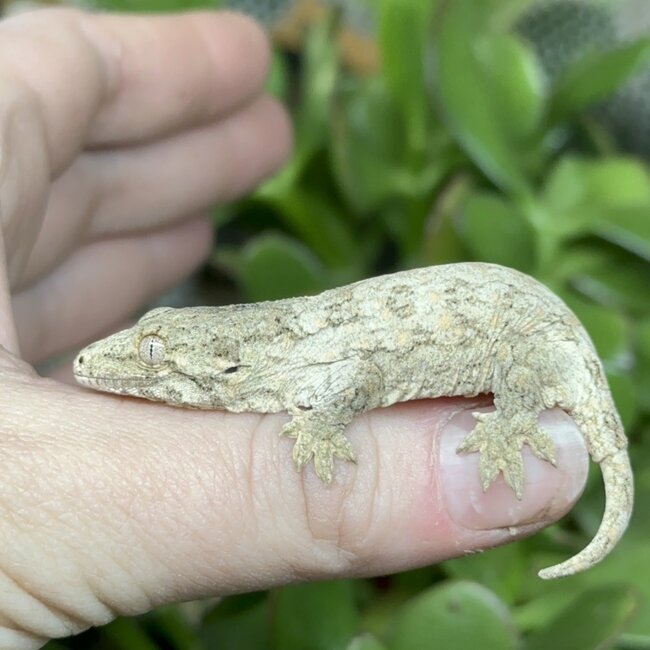Leachianus Gecko Nuu Ana X Nuu Ami