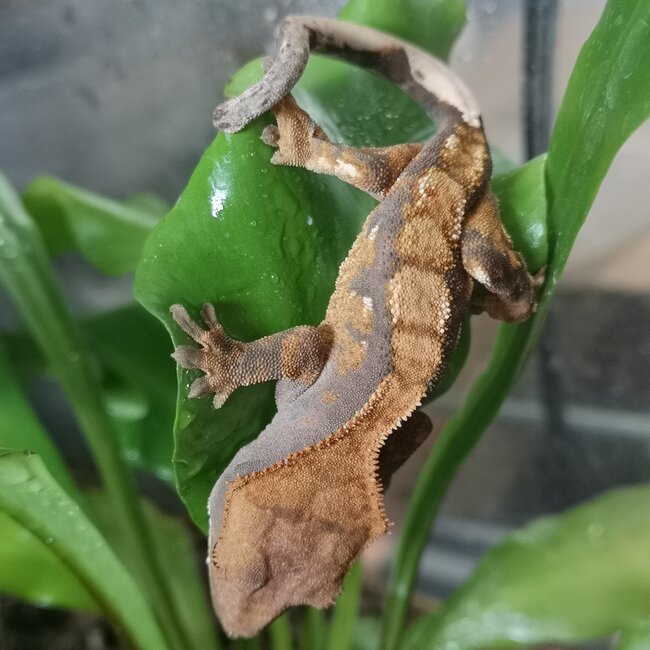 Crested Gecko 'b2'