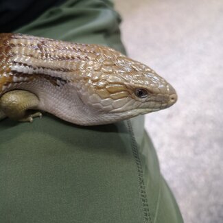 Northern Blue Tongue Skink 'a1'