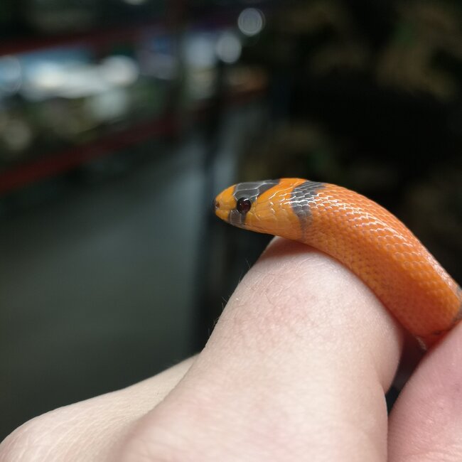 Honduran Milk Snake - Hypo Tangerine