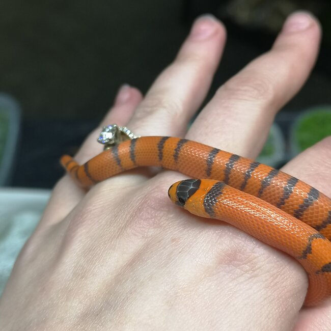 Honduran Milk Snake - Hypo Tangerine