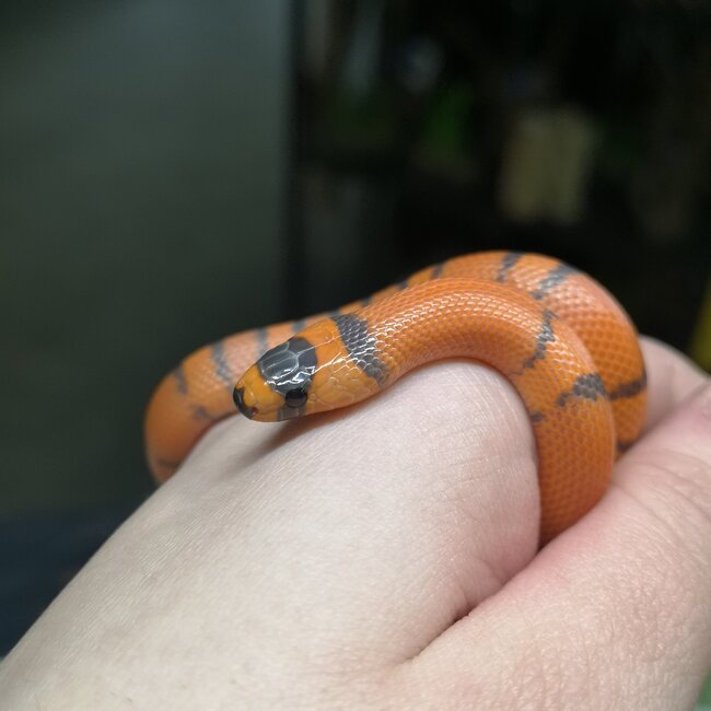 Honduran Milk Snake - Hypo Tangerine