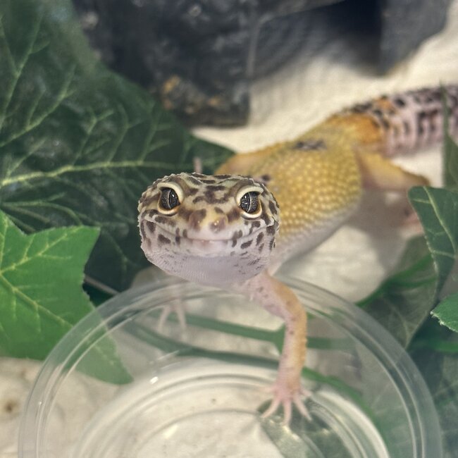White and Yellow Leopard Gecko Male