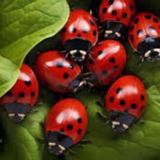 Ladybug 10 pack
