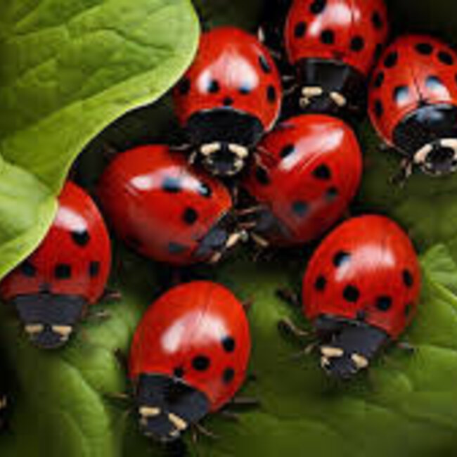 Ladybug 10 pack
