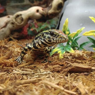 PREORDER Black and White Tegu Baby