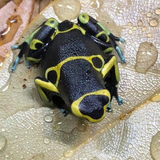 Dart Frog Leucomelas ‘Cerro Autana Blue Foot’  Dart Frog