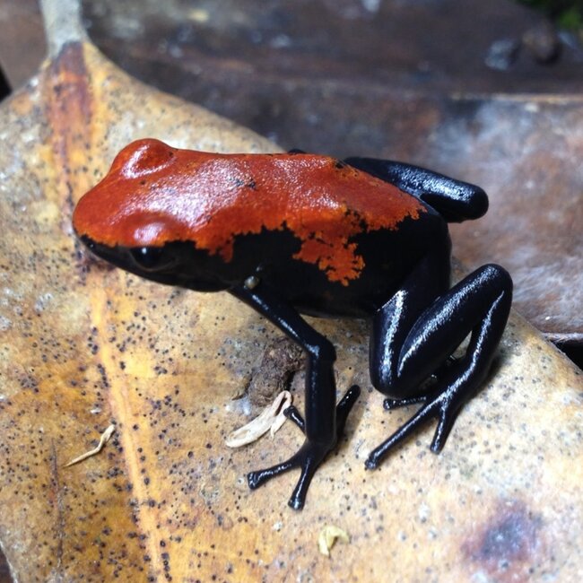 Dart Frog Adelphobates galactonotus ‘Red’ Dart Frog
