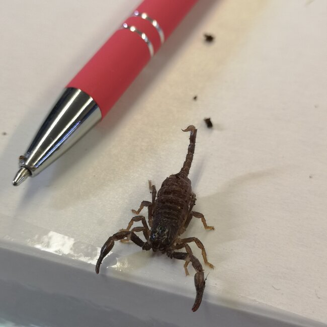 Asian Black Forest Scorpion Baby