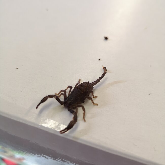 Asian Black Forest Scorpion Baby