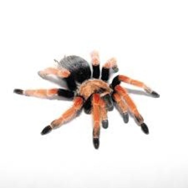 Brachypelma boehmei Tarantula 2.5" Male
