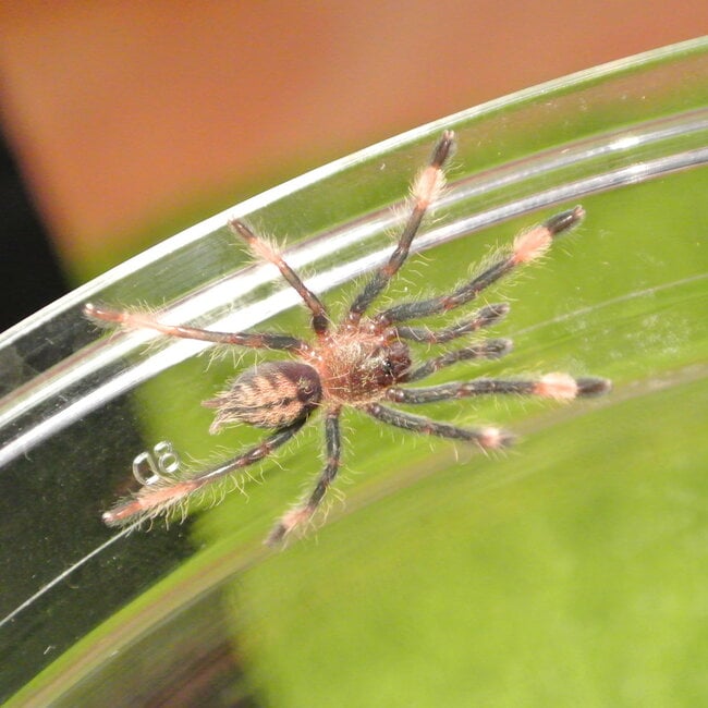 Psalmopoeus cambridgei 'Trinidad Chevron' 1-1.5" Tarantula