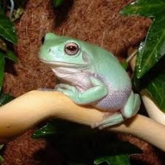 Frogs - Roonami
