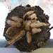 Aphonopelma chalcodes 'Arizona Blonde' Male 4"