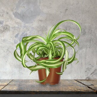 Spider Plant Curly 4"