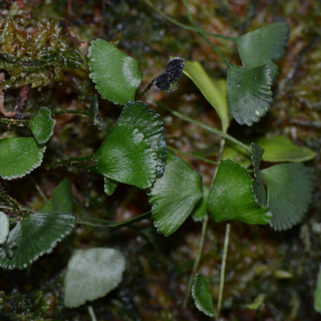 Elaphoglossum peltatum "Peru-Ginko"