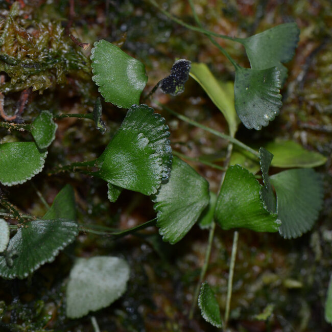 Live Plant Elaphoglossum peltatum "Peru-Ginko"