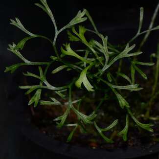 Elaphoglossum peltatum – Type 2