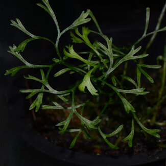 Live Plant Elaphoglossum peltatum – Type 2