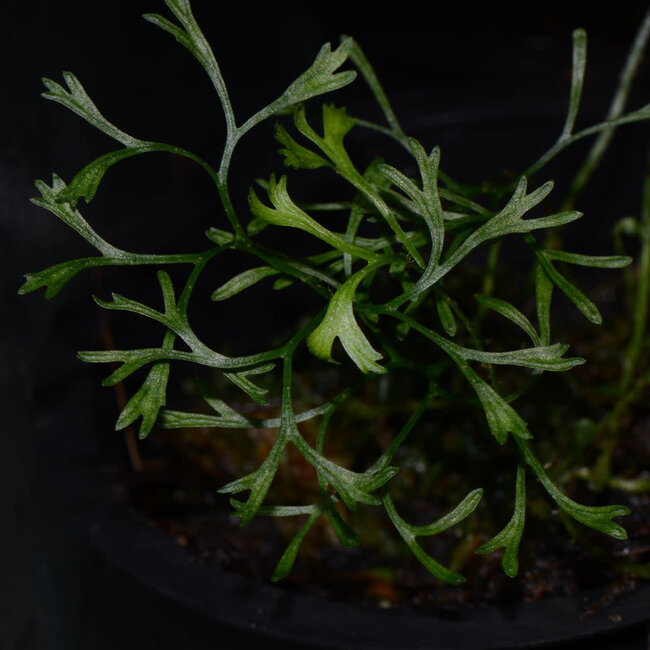 Elaphoglossum peltatum – Type 2