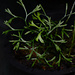 Elaphoglossum peltatum – Type 2
