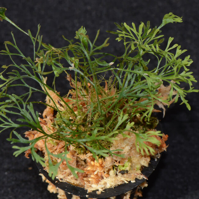 Elaphoglossum peltatum – Type 2
