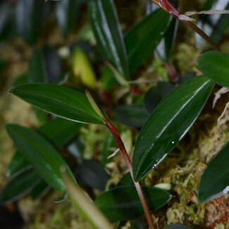 Philodendron pierrelianum "Darkside"