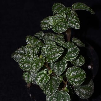 Live Plant Peperomia antoniana "Green"