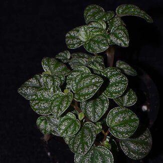 Peperomia antoniana "Green"
