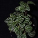 Peperomia antoniana "Green"