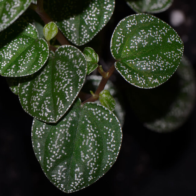 Live Plant Peperomia antoniana "Green"